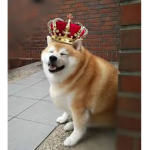 meme group doge