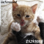 ca†crossed