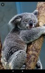 Koala Cuties Heart