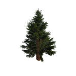 Spruce Tech
