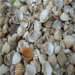 Sisterhood of Seashells