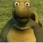 big turtles are fun