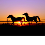 The horsey riders