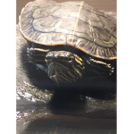 StormBird Turtle