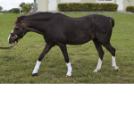 SOCKS HORSES