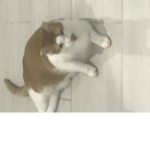 TotallyNotFatKats