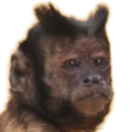 Monkey Business Productions
