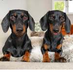 Dachshunds YES!!!!!