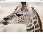 The blue tongue giraffes