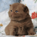 /nuiwoo