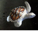 Turtle Anity