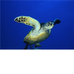 Turtle Bird