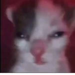 CATS! Fan Group