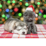 Love puppies and kittens group