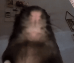 Beans Emotes