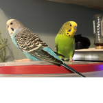 Deadly cute birds