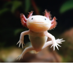 The Axolotl Allies