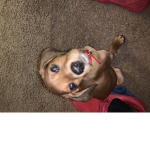 Nova.Approved