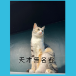 天才無名客群組