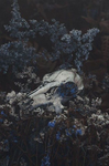 The Island of Hopeful Wilting Flowers Roleplay !