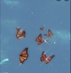 ʝα∂єѕ ʟɪʟ AnGeLs