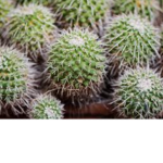 Cactus Squadd