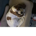 Doggos are the bestest