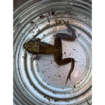 Frog National