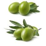 Roblox Olive Friends