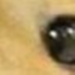 Doge Emblem