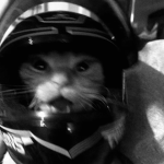 Motocycle Cat
