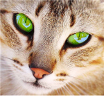 ~ LionClan ~