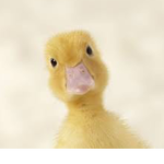 Purple duck squad