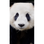 Panda Forever Squad!!!