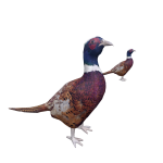 Pheasants Bodyguards
