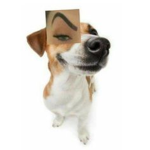 Non human -._-.