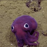 the squid club on the keybord