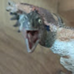 .Dino.Group.