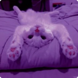 ≽^•⩊•^≼