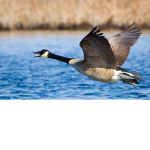 Geese Squad