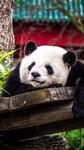 Pandzio's Official Group