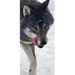 Wolf blitzer blood