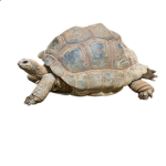 SAVE THE TURTLES!!!!!!!!!!!!!!!!!