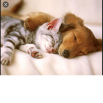 Animals~