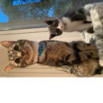 The cats and mc