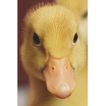 Ducks-