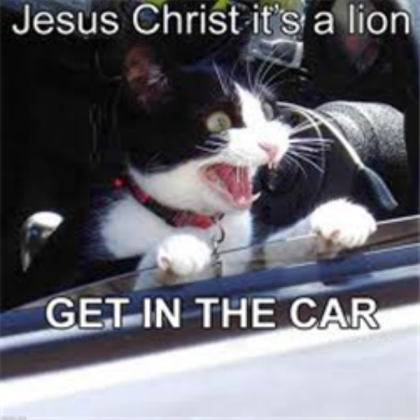 Funny Cat Roblox decal