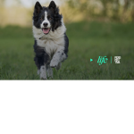 Barack dogs