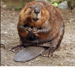 Beaver king group