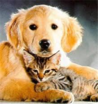 Catz & Dogz fan group